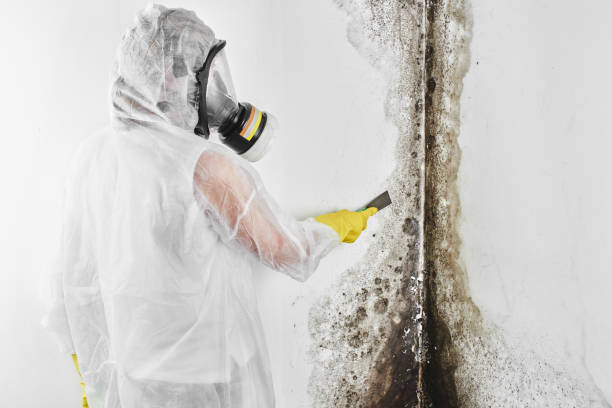 Best Attic Mold Remediation in Red Lick, TX
