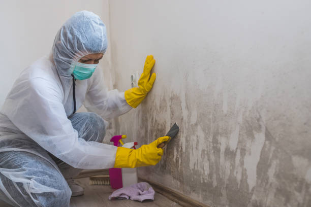 Best HVAC Mold Remediation in Red Lick, TX