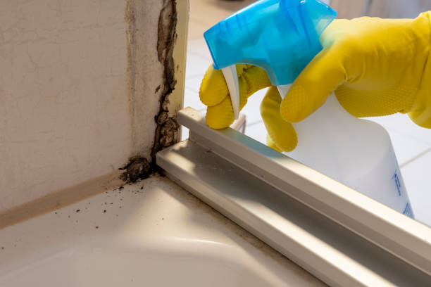 Professional Mold Remediation in Red Lick, TX