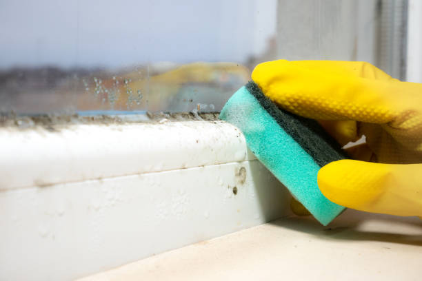 Best Black Mold Remediation in Red Lick, TX