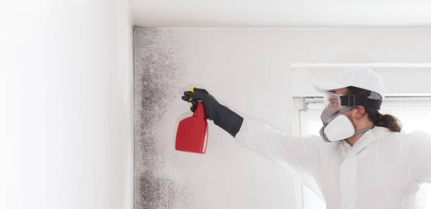 Best Post-Remediation Services in Red Lick, TX