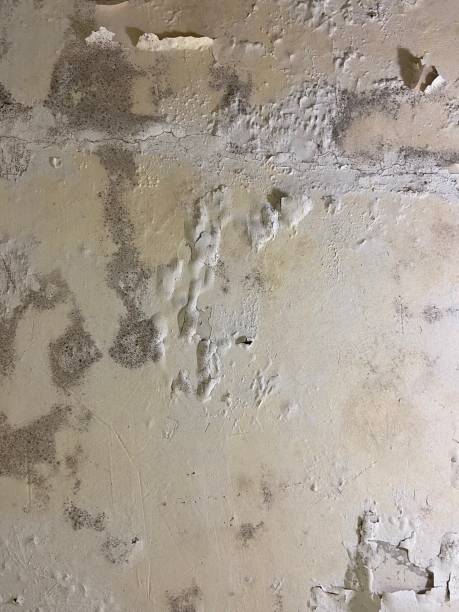  Red Lick, TX Mold Removal Pros