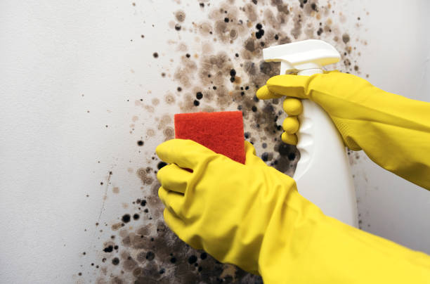 Best Industrial Mold Remediation in Red Lick, TX
