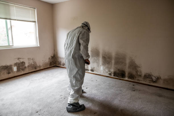 Best Emergency Mold Remediation in Red Lick, TX