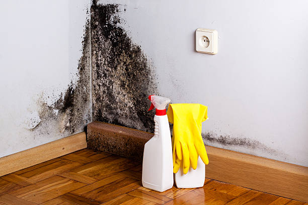 Best White Mold Remediation in Red Lick, TX