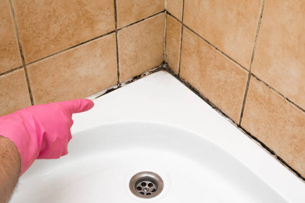 Best Commercial Mold Remediation in Red Lick, TX