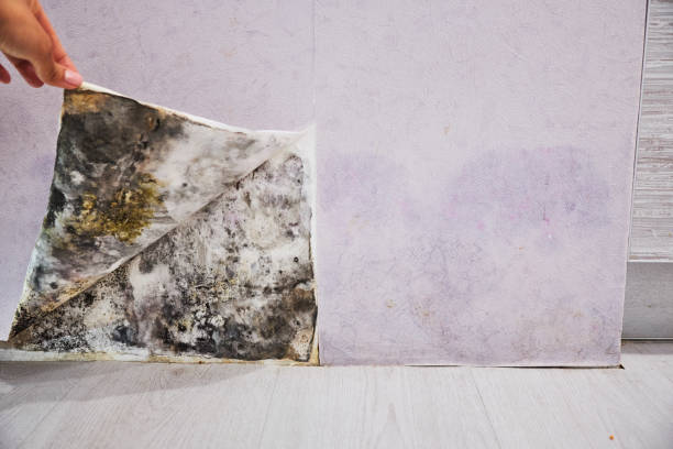 Best Mold Remediation for Specific Building Types in Red Lick, TX